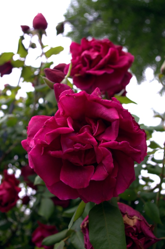 Rosier 'Etoile de Hollande'